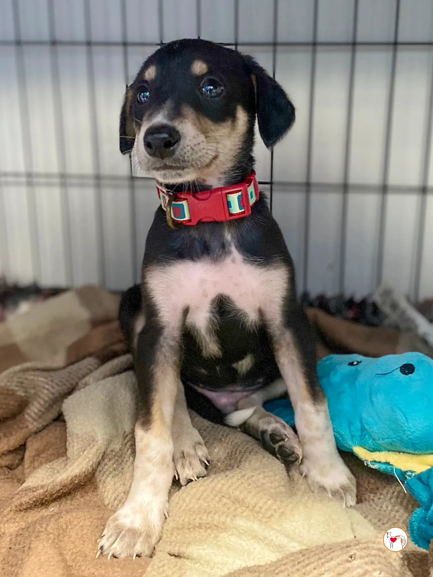 tod grey cucciolo adozione 10