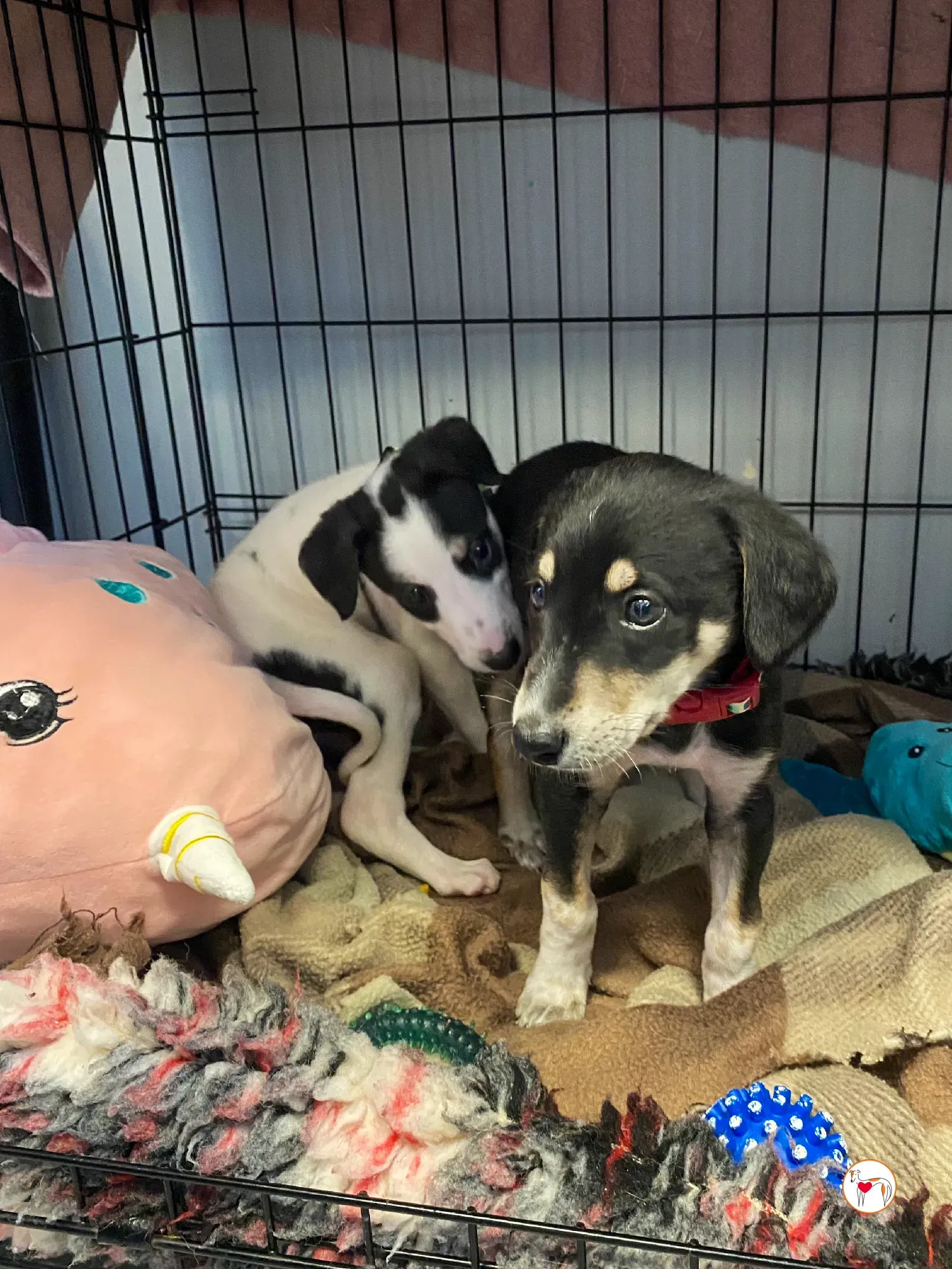 tod grey cucciolo adozione 11