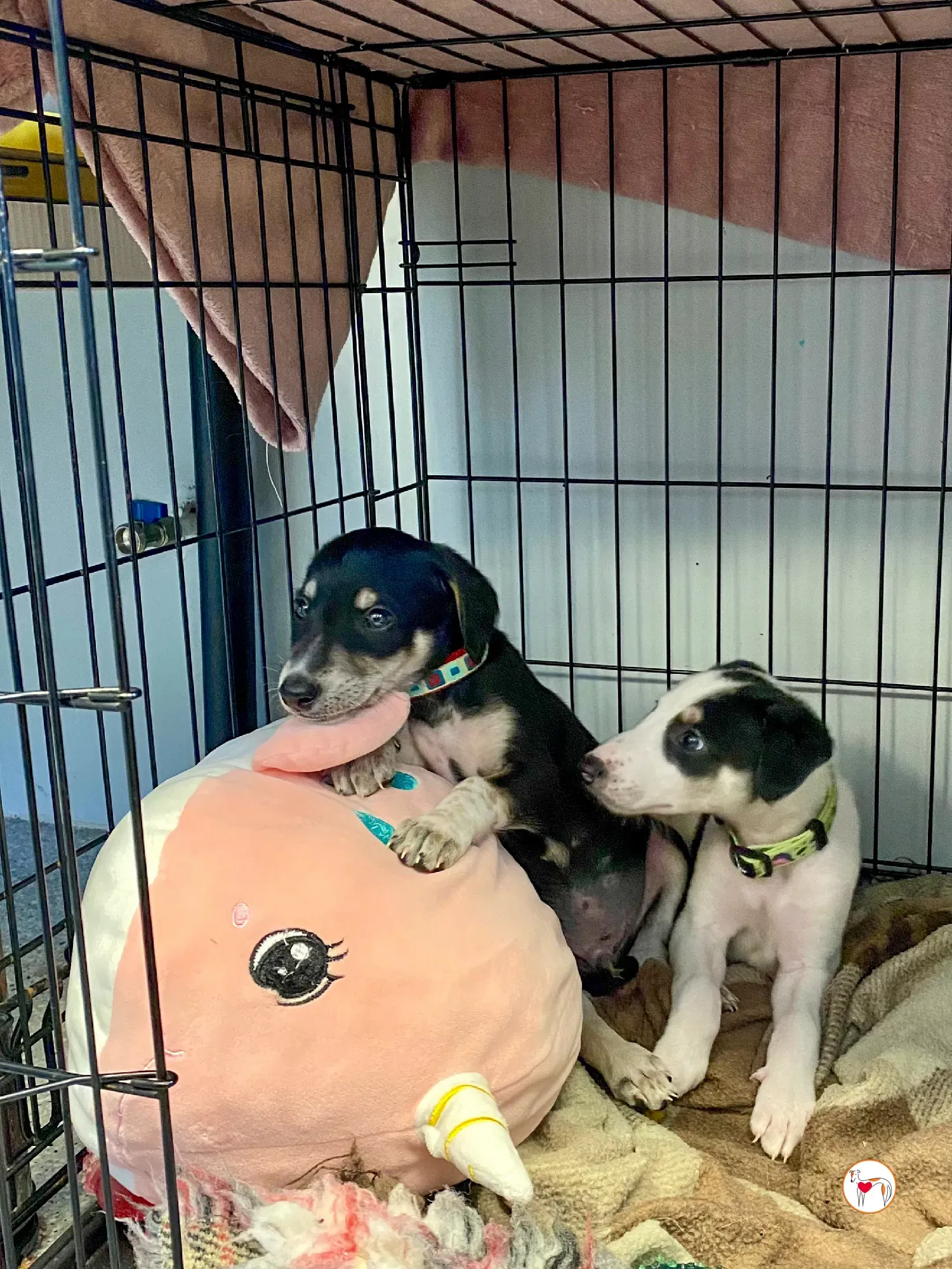 tod grey cucciolo adozione 12