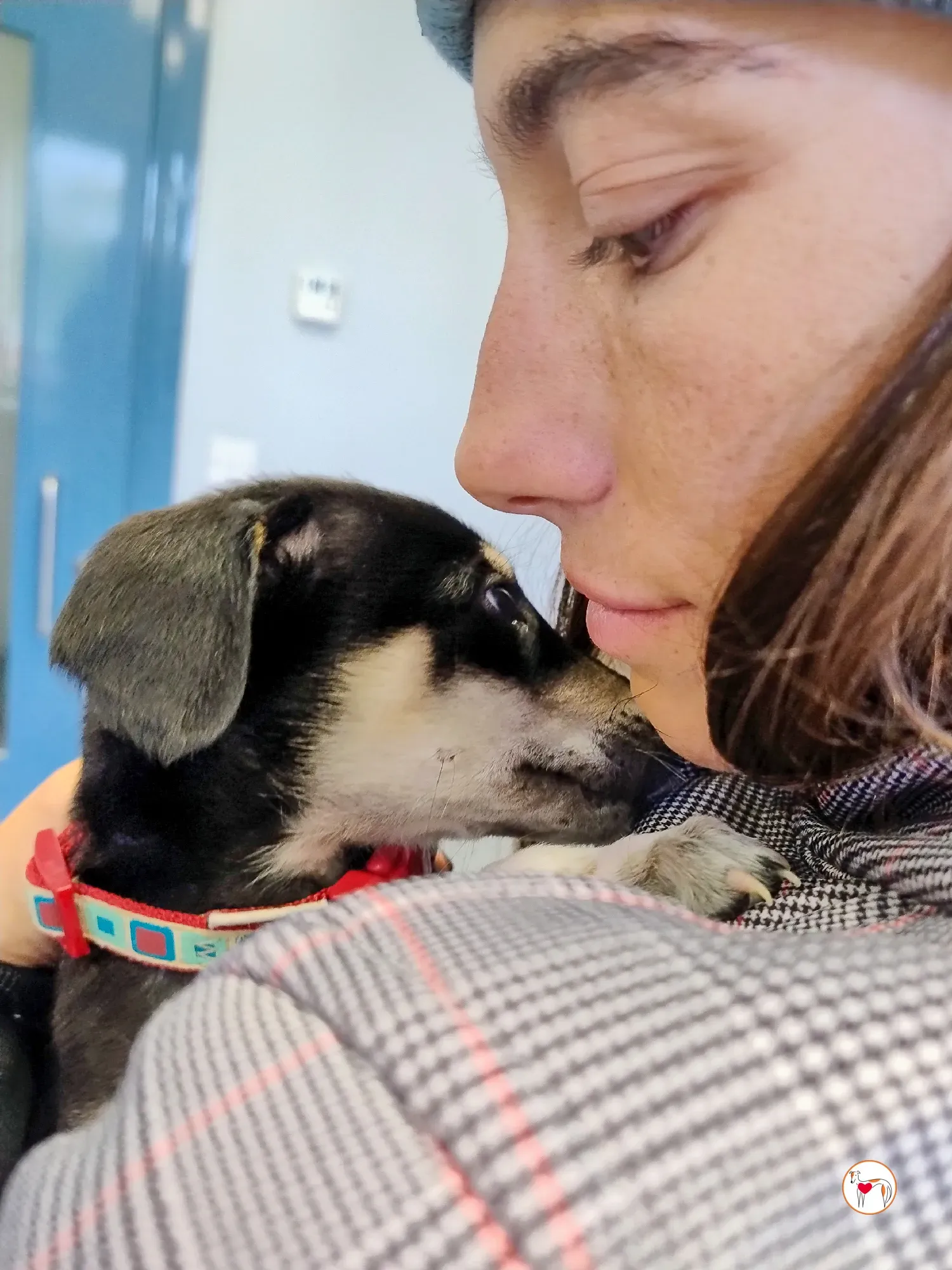 tod grey cucciolo adozione 13