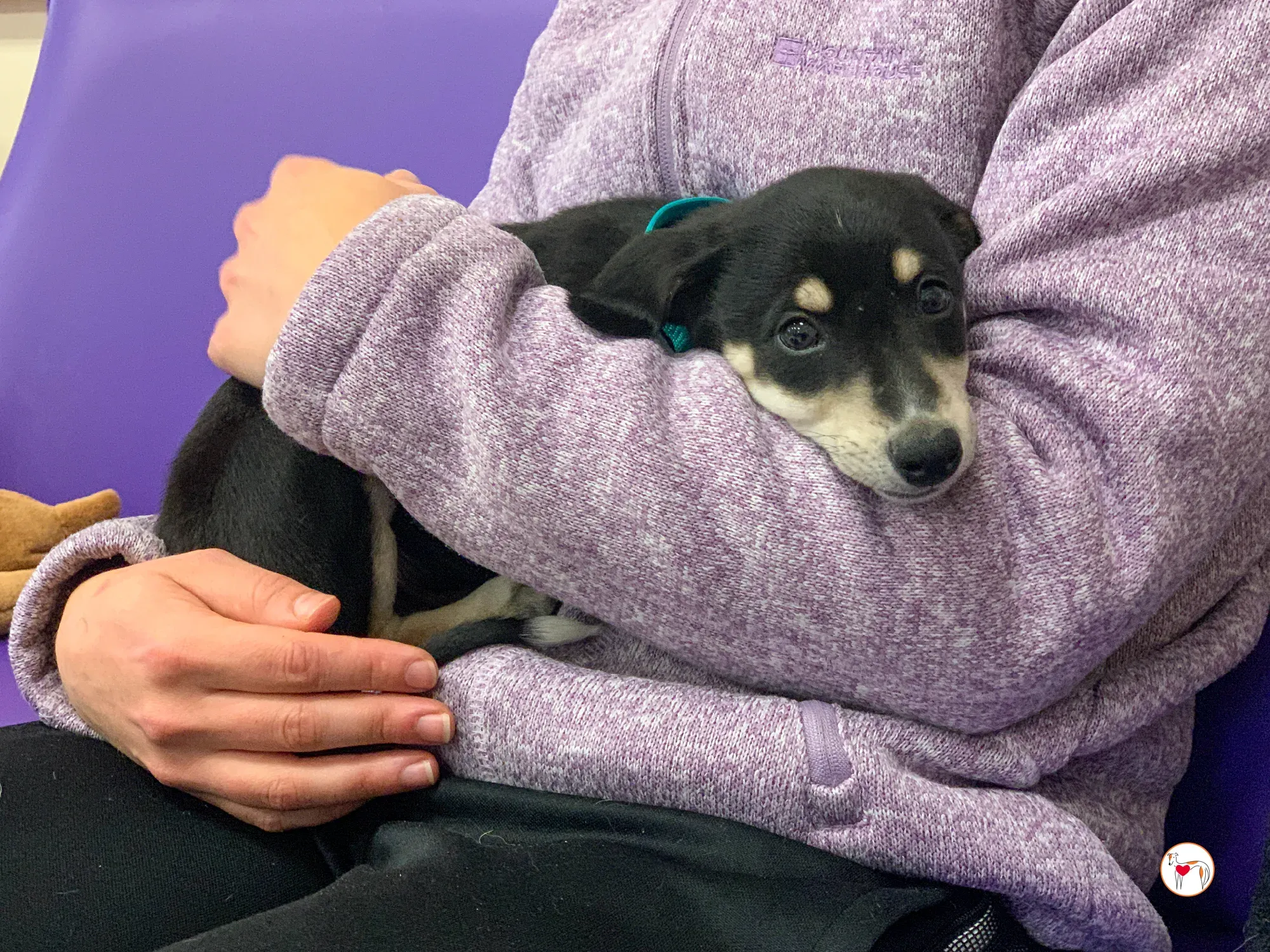 tod grey cucciolo adozione 14