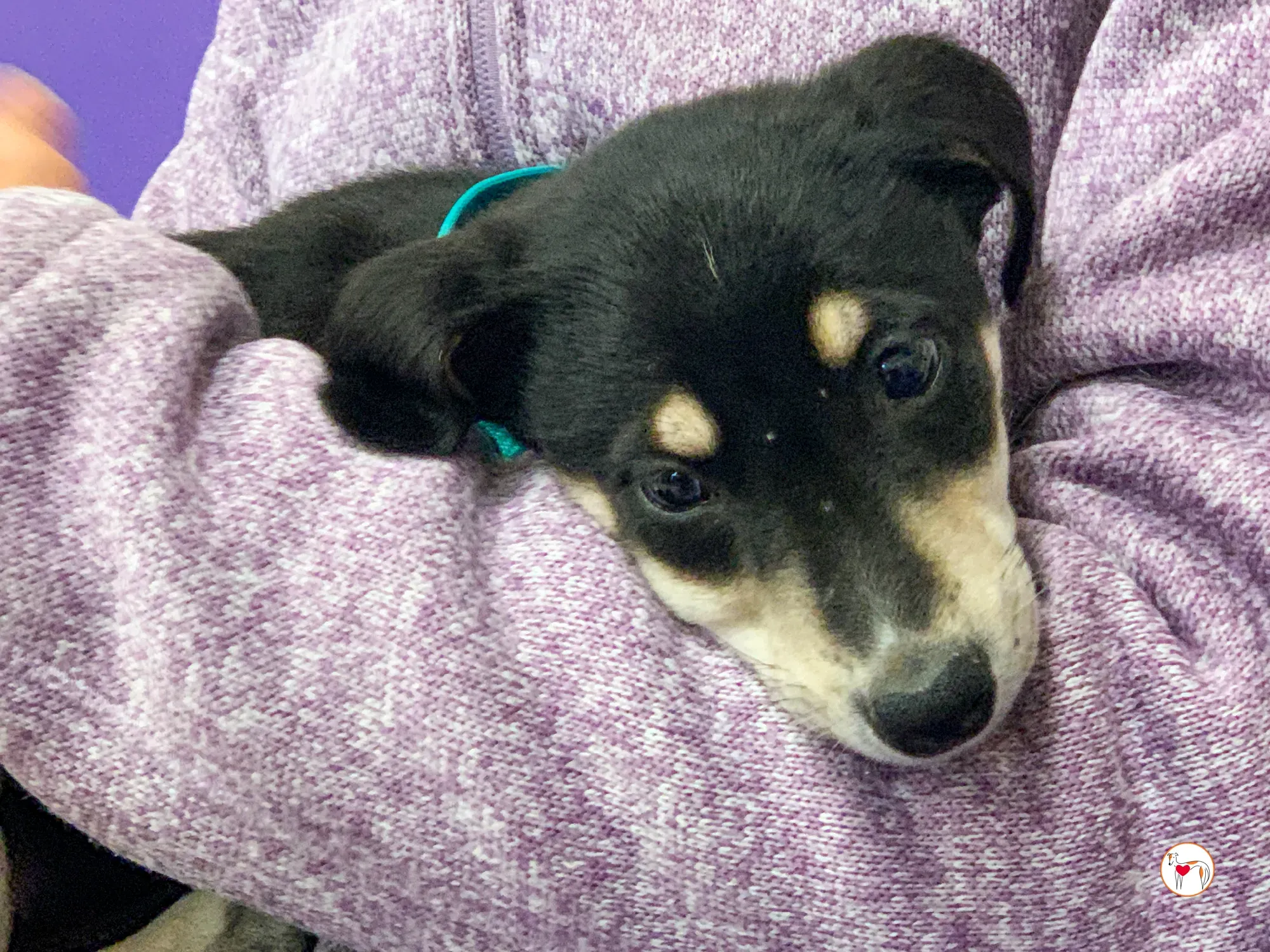 tod grey cucciolo adozione 15