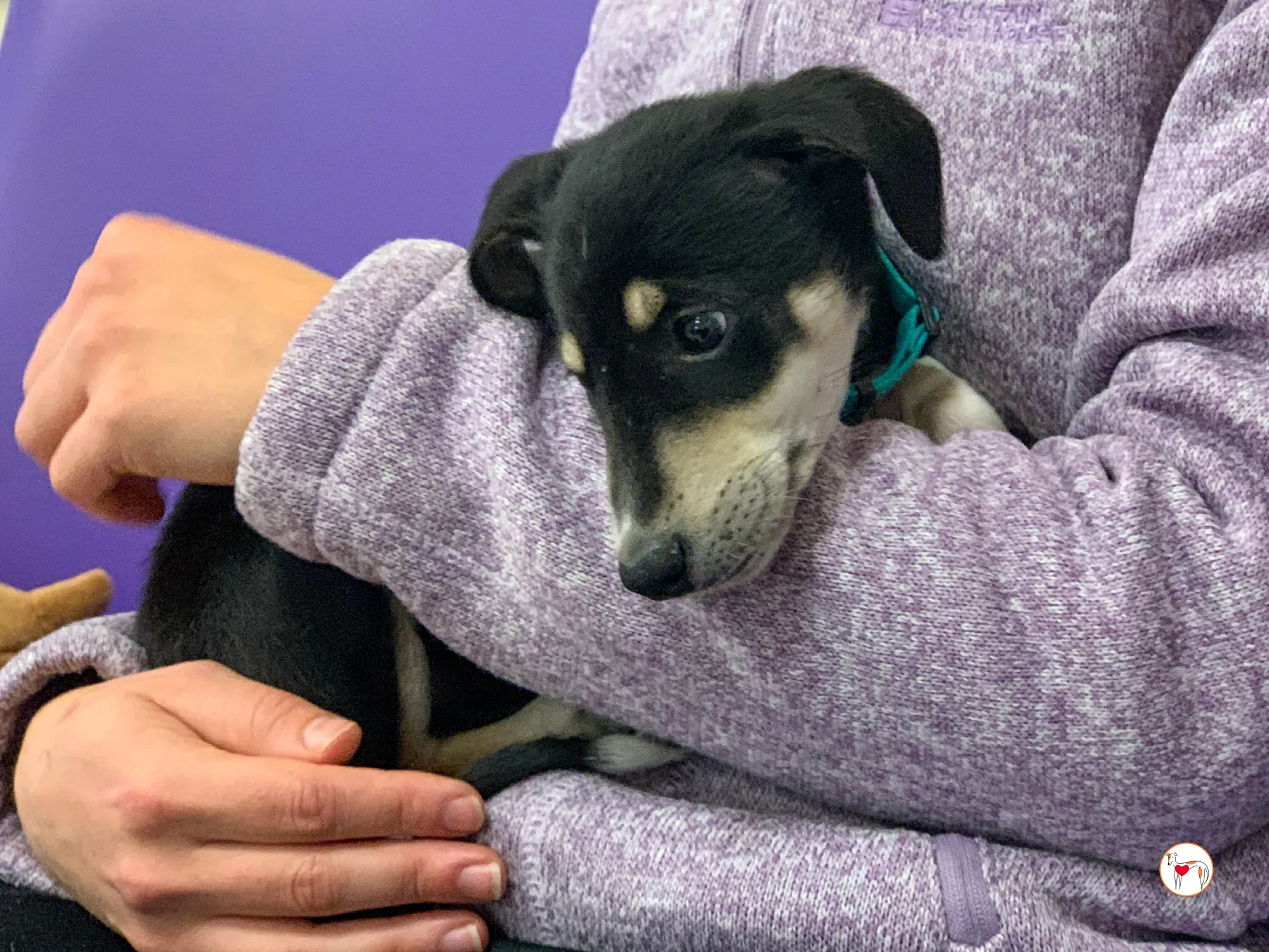 tod grey cucciolo adozione 16