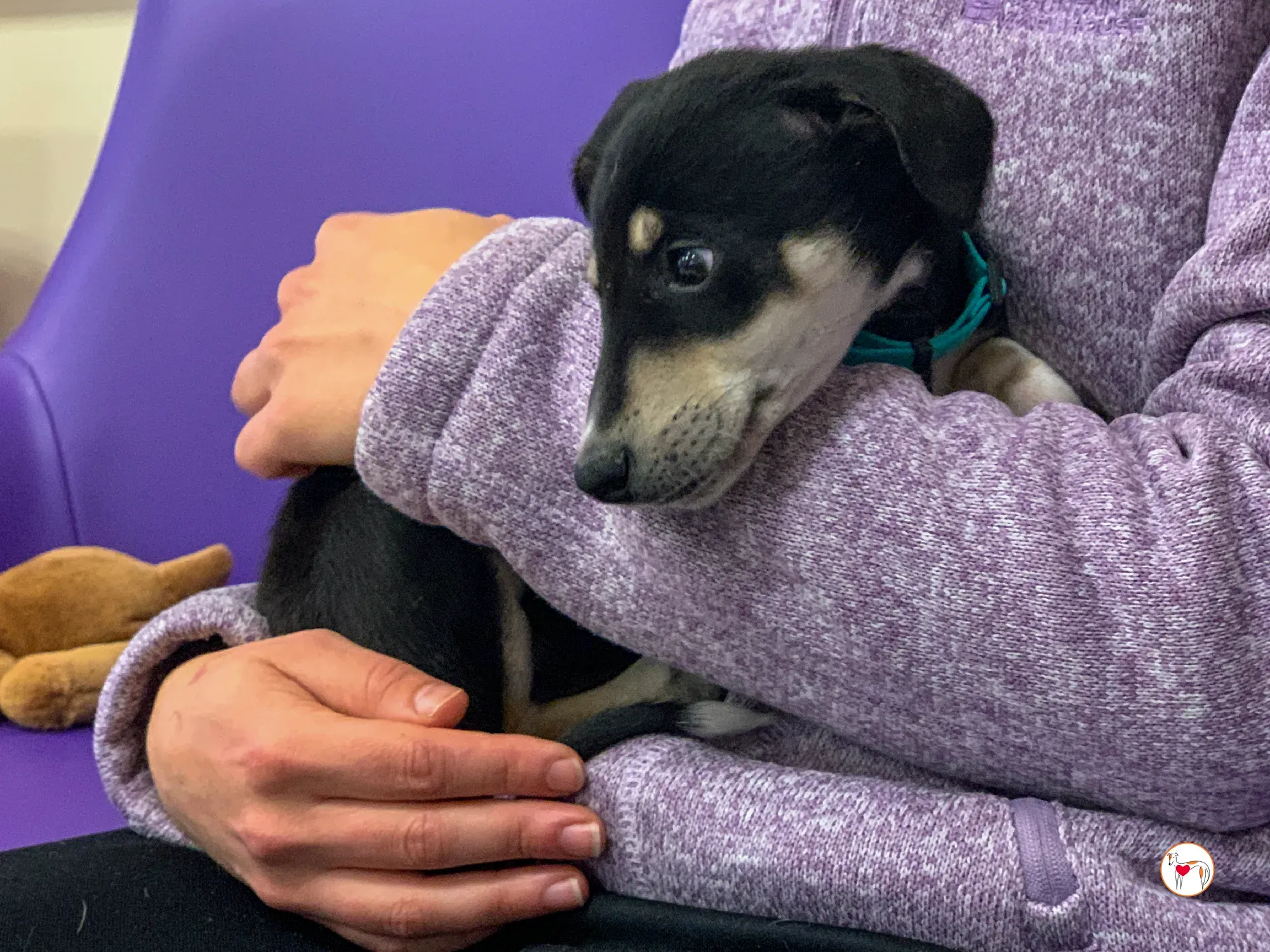 tod grey cucciolo adozione 17