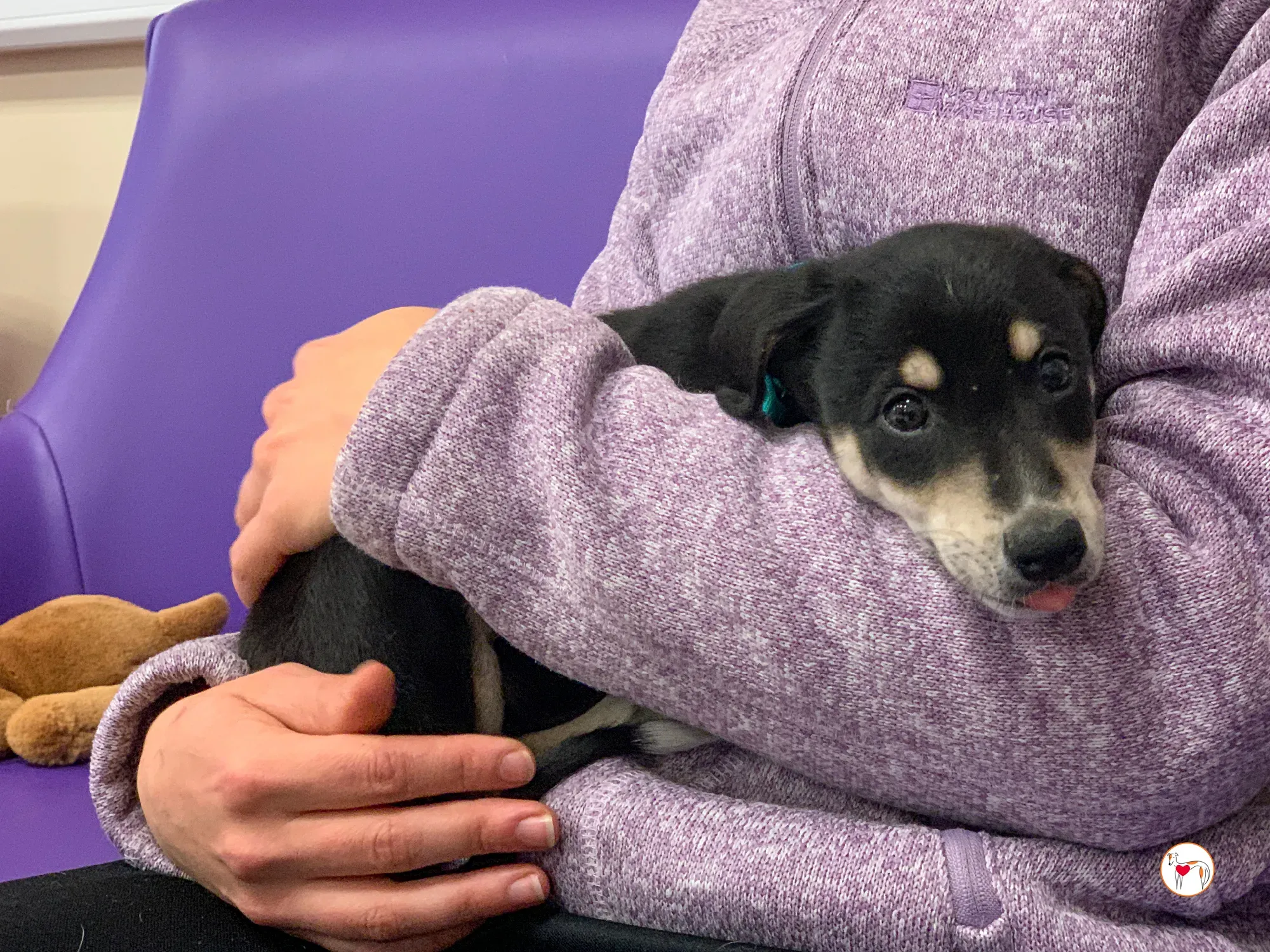 tod grey cucciolo adozione 18