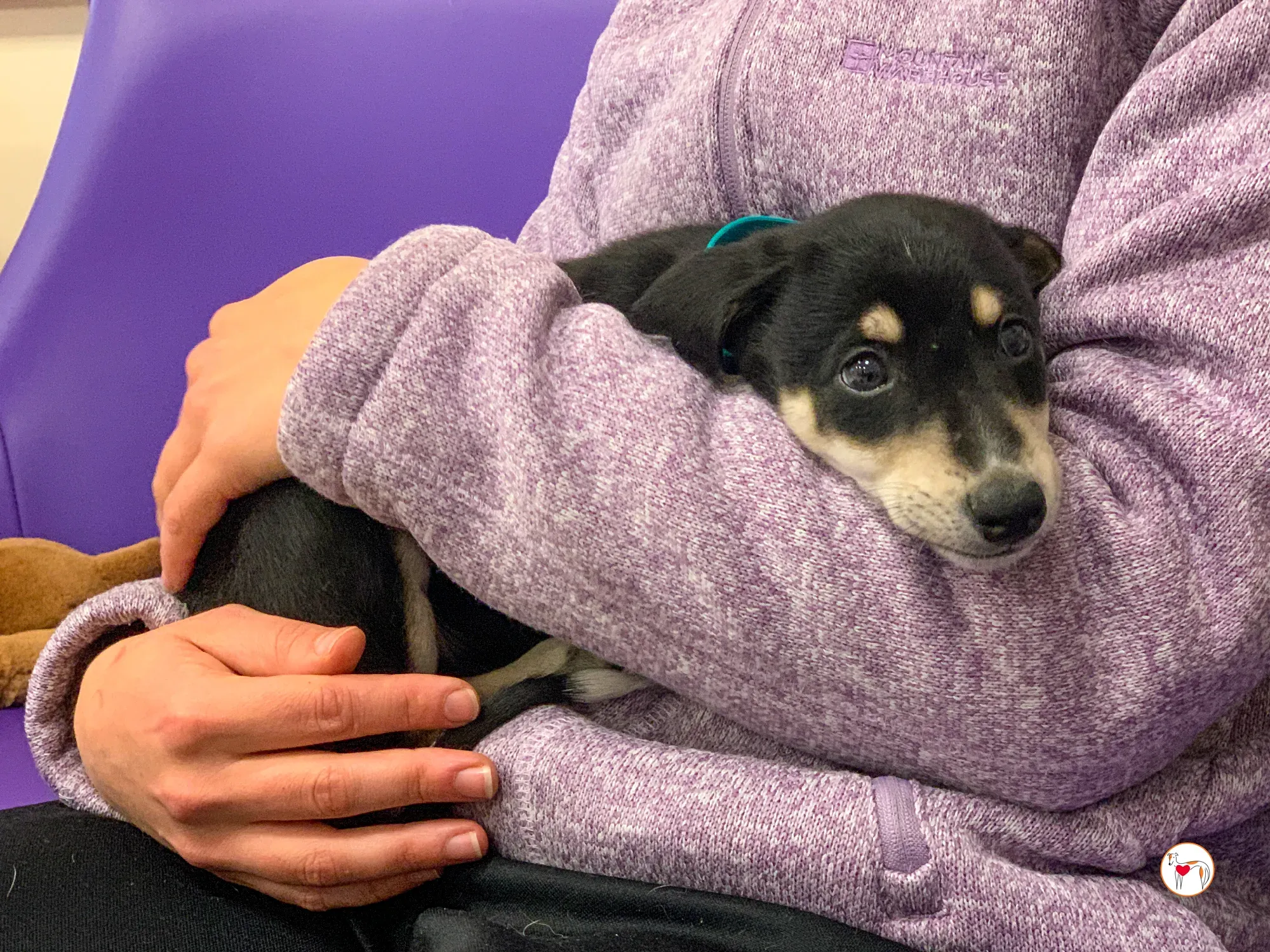 tod grey cucciolo adozione 19