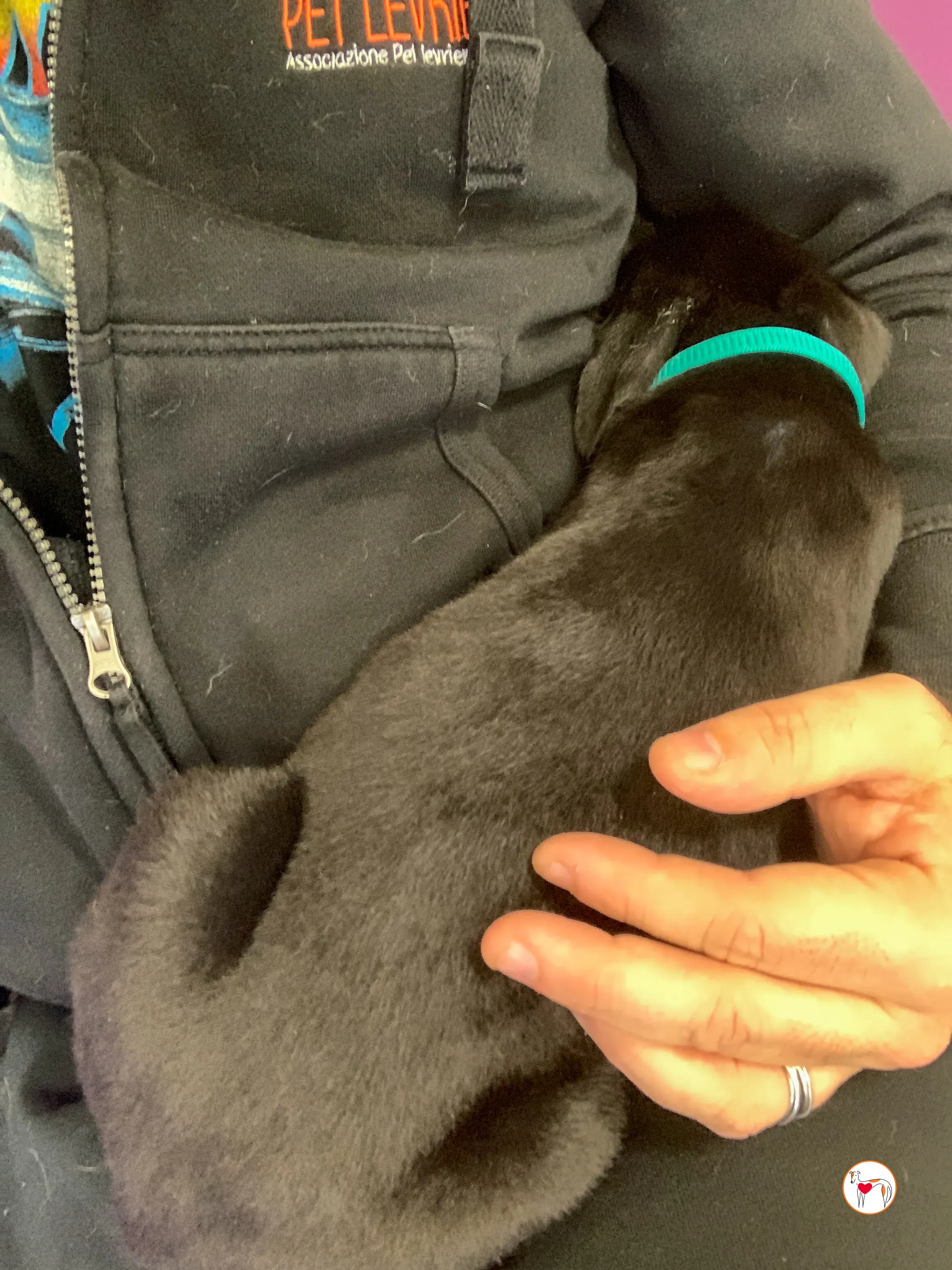 tod grey cucciolo adozione 20