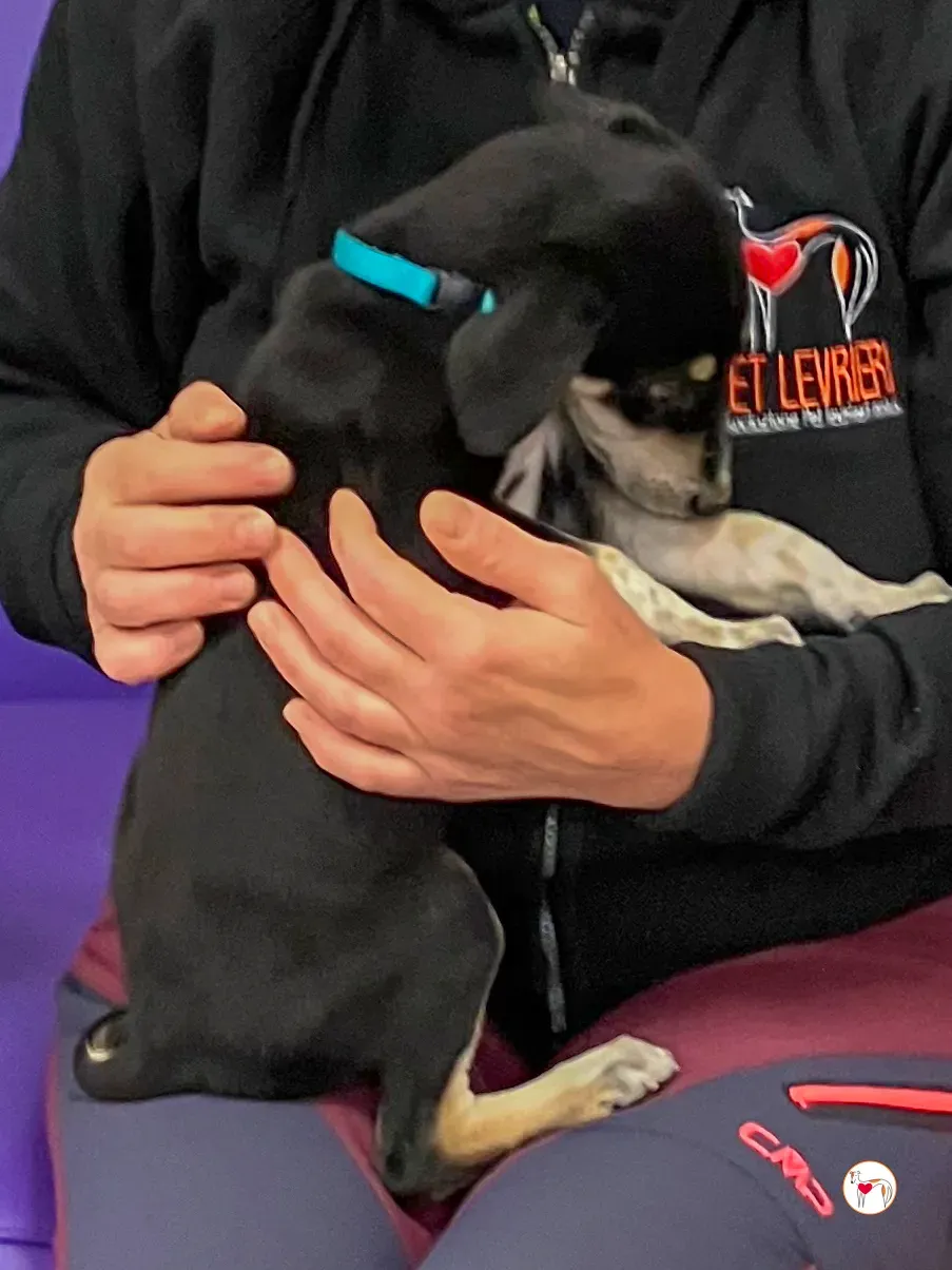 tod grey cucciolo adozione 21