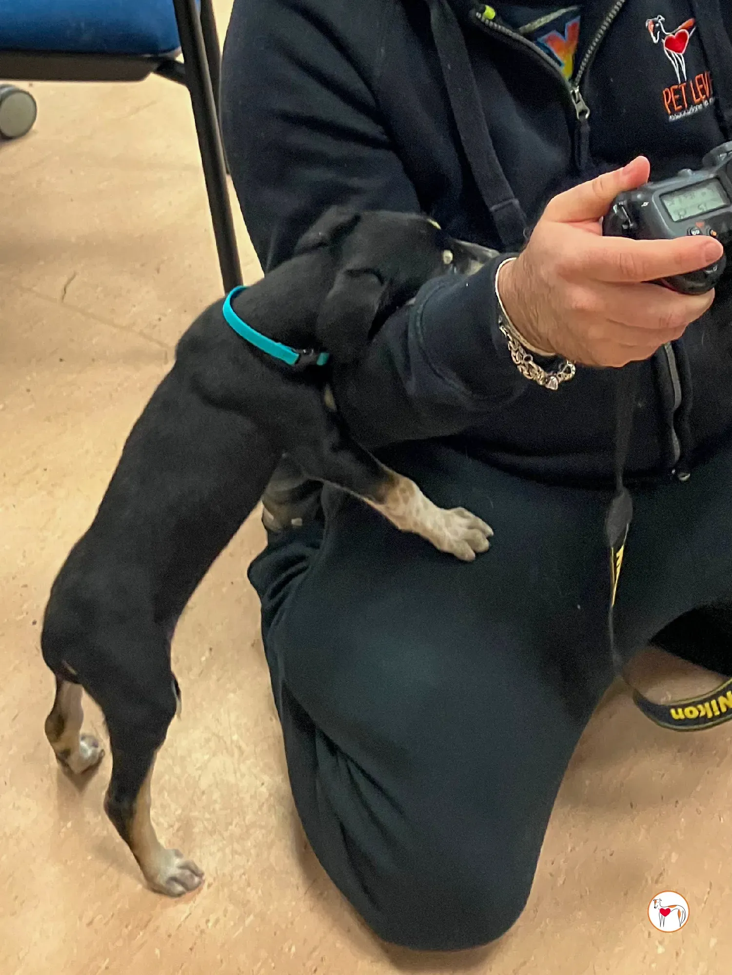 tod grey cucciolo adozione 22