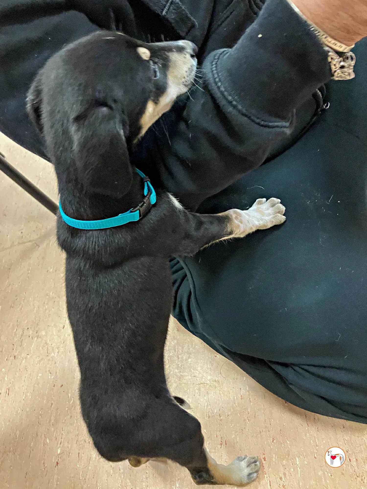 tod grey cucciolo adozione 23