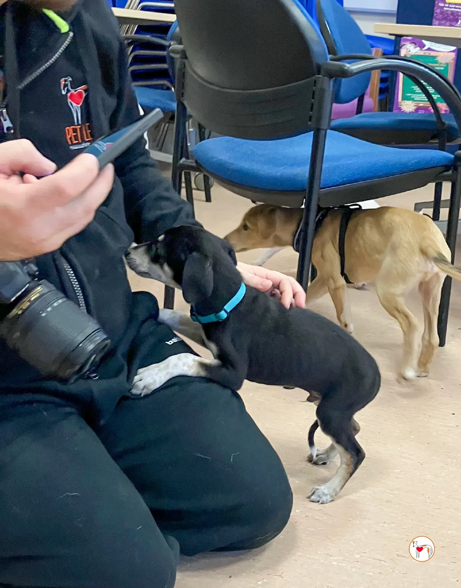 tod grey cucciolo adozione 24