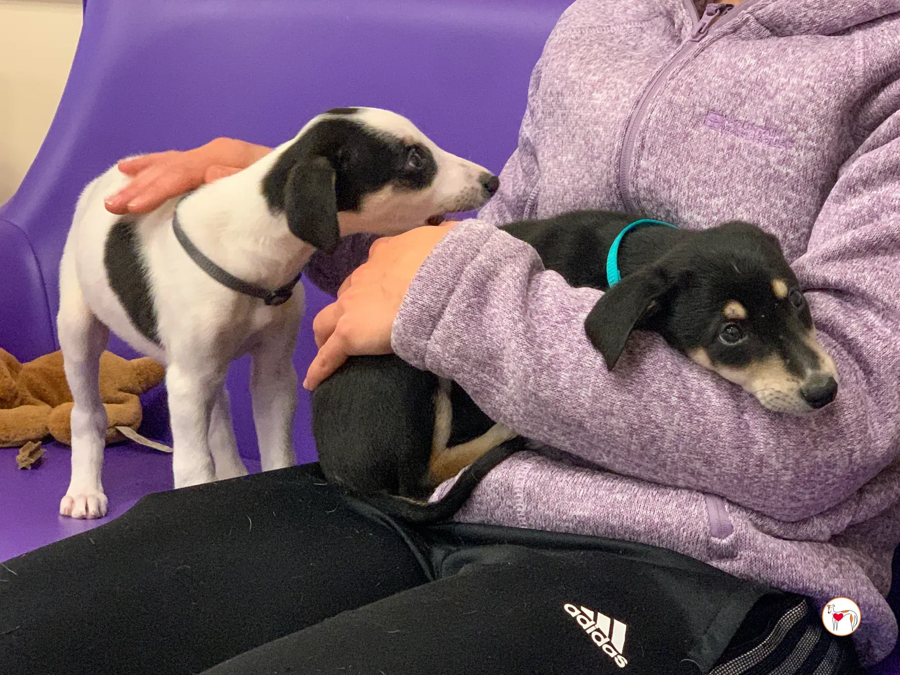 tod grey cucciolo adozione 25