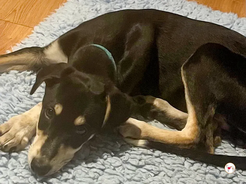 tod grey cucciolo adozione 26