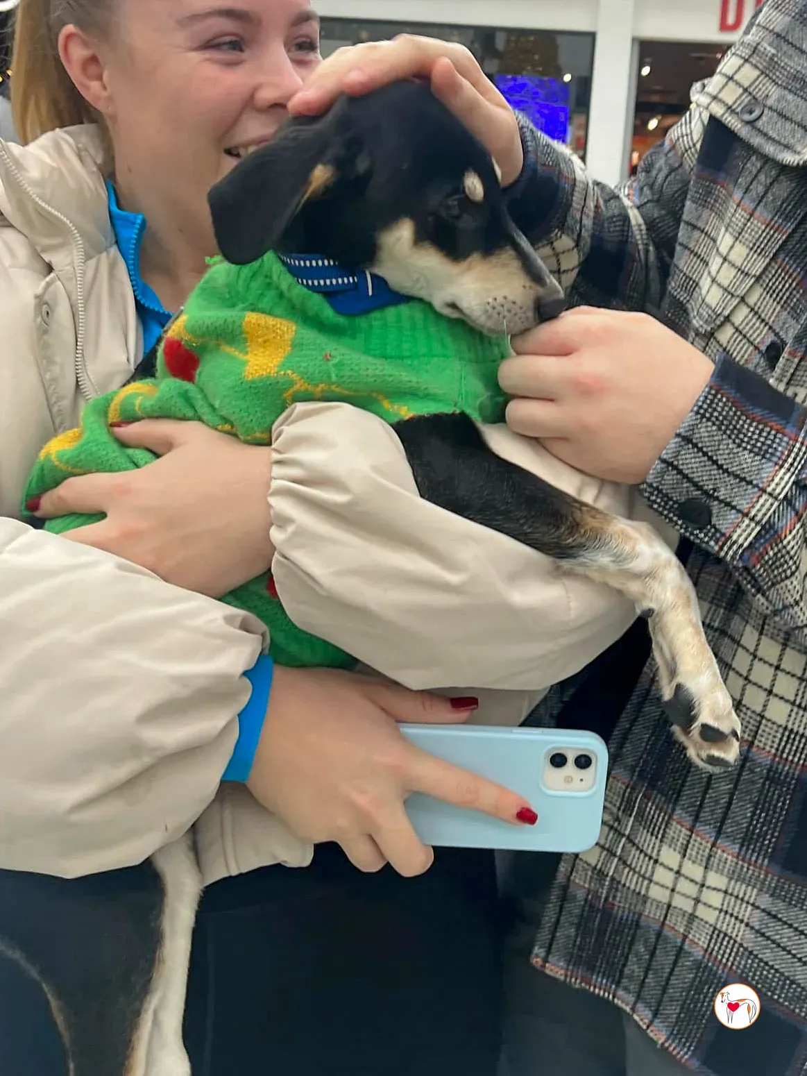 tod grey cucciolo adozione 27