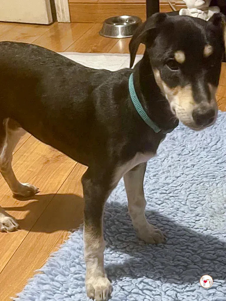 tod grey cucciolo adozione 28