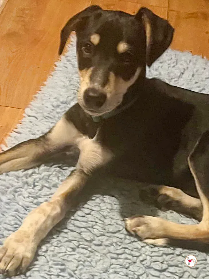 tod grey cucciolo adozione 29