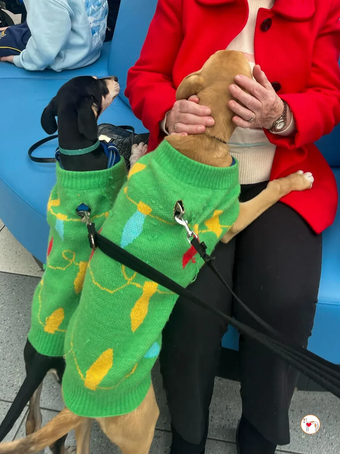 tod grey cucciolo adozione 30