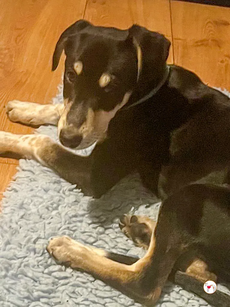 tod grey cucciolo adozione 31