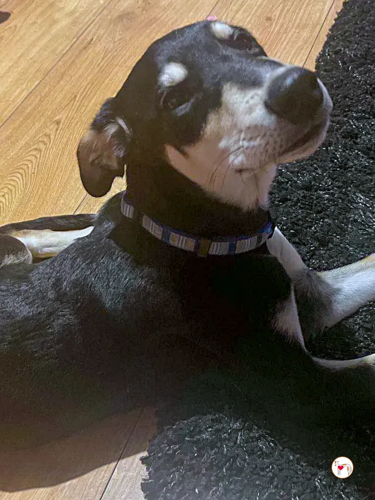 tod grey cucciolo adozione 32