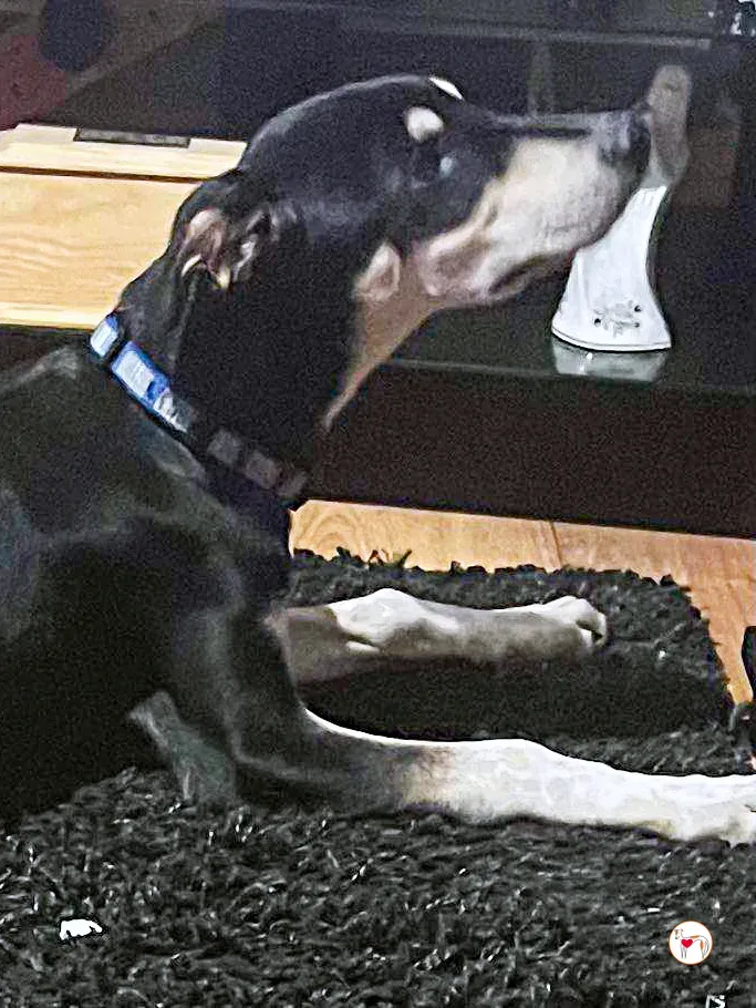 tod grey cucciolo adozione 33