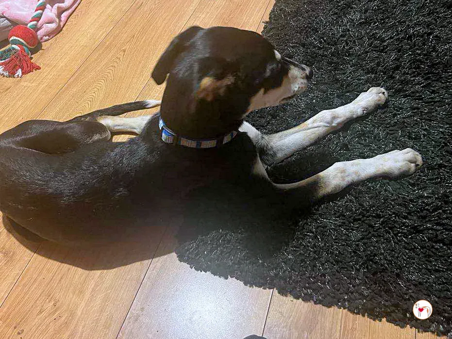 tod grey cucciolo adozione 34