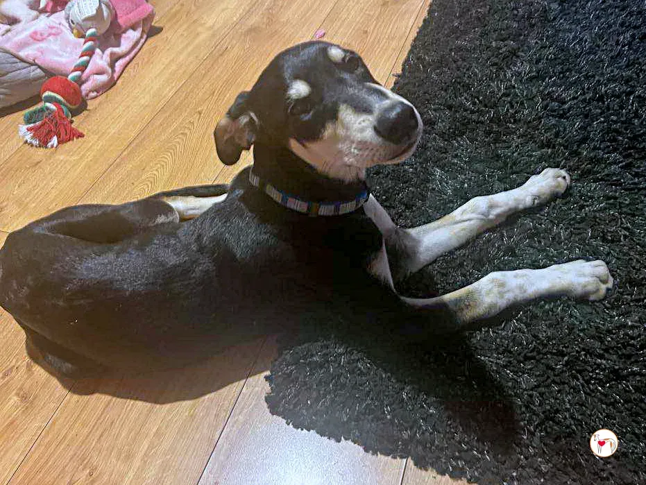 tod grey cucciolo adozione 35