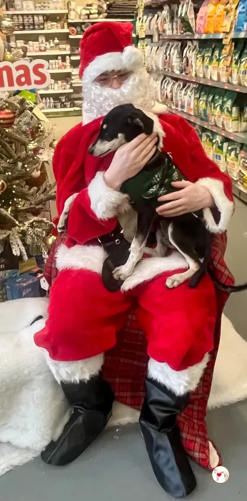 tod grey cucciolo adozione natale 01