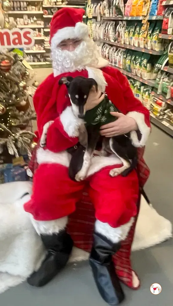 tod grey cucciolo adozione natale 02