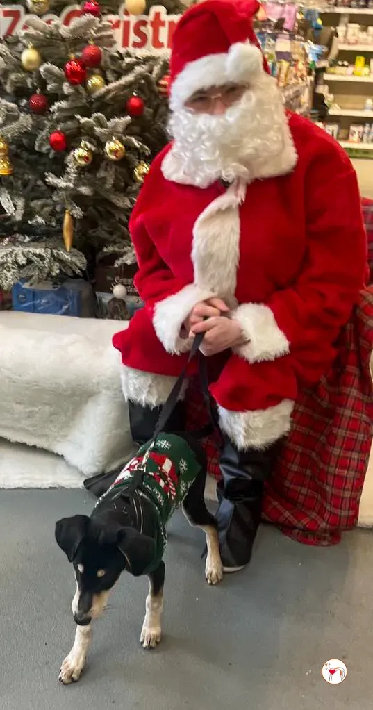 tod grey cucciolo adozione natale 03