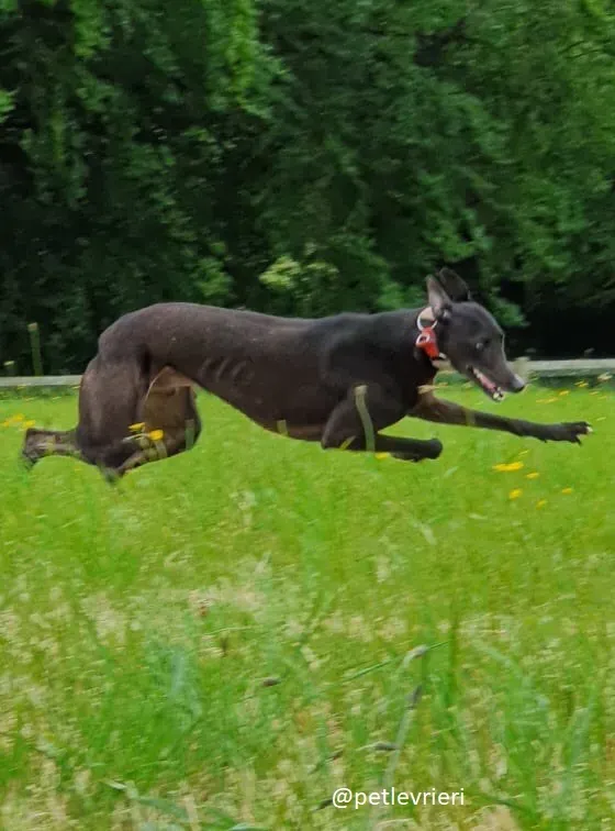 tolkien adozione greyhound 1