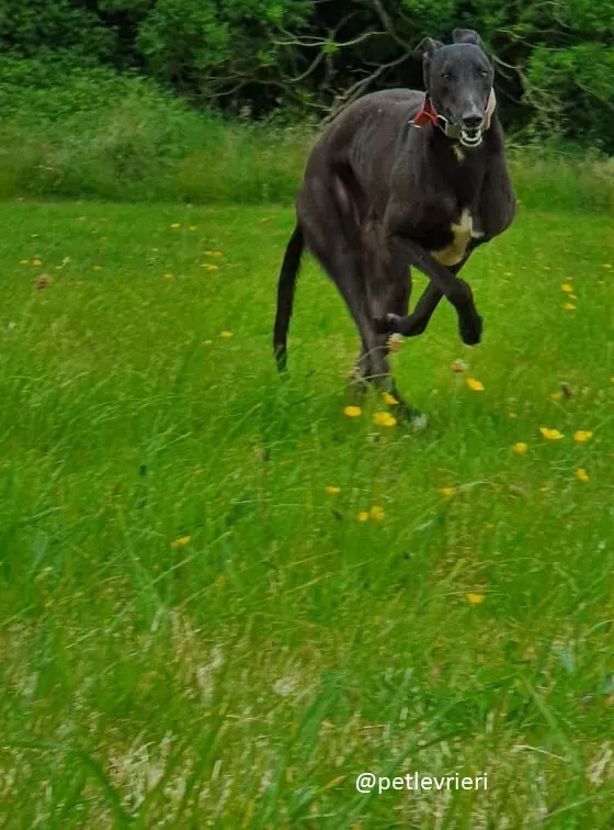 tolkien adozione greyhound 2