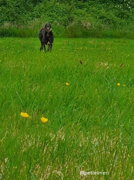 tolkien adozione greyhound 3