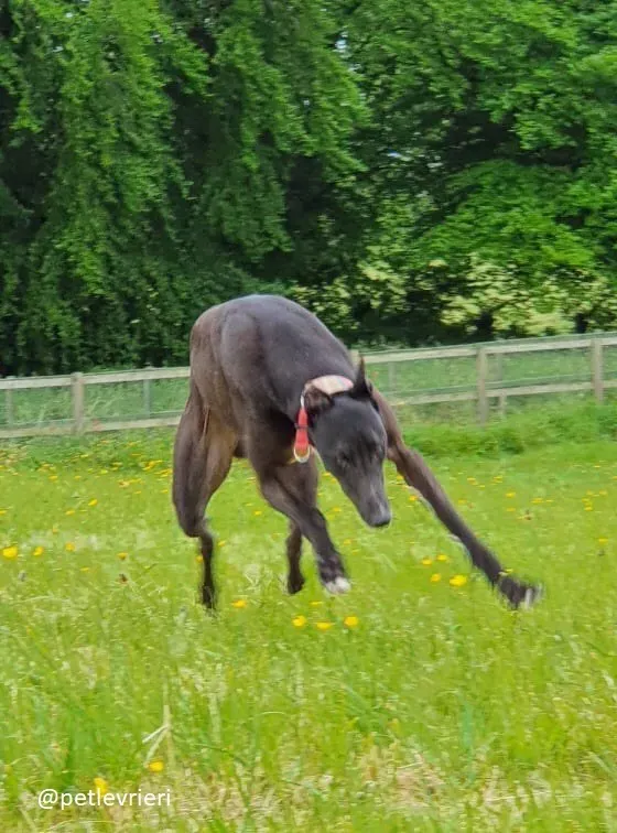 tolkien adozione greyhound