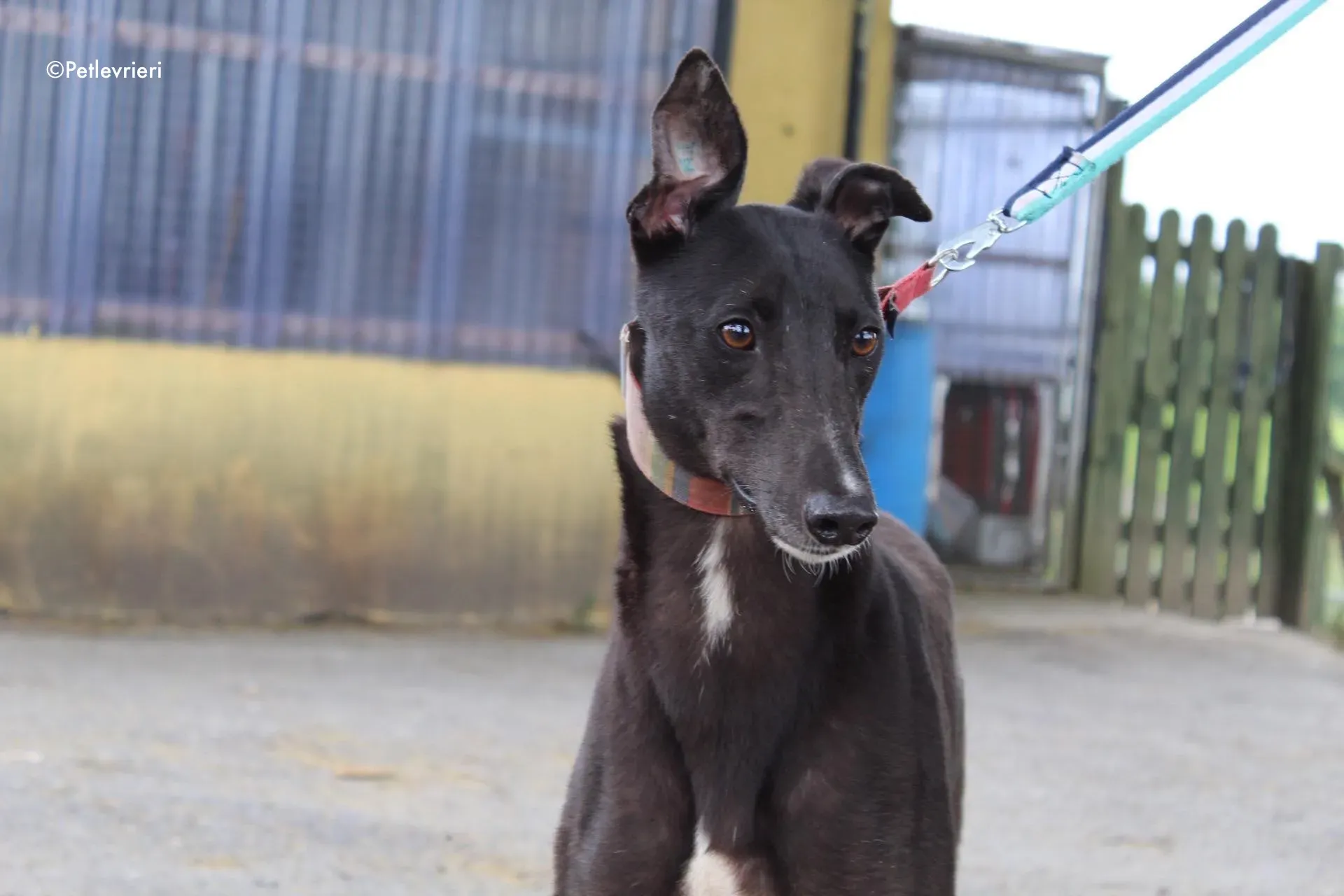 tolkien adozione levrieri greyhound 1 1