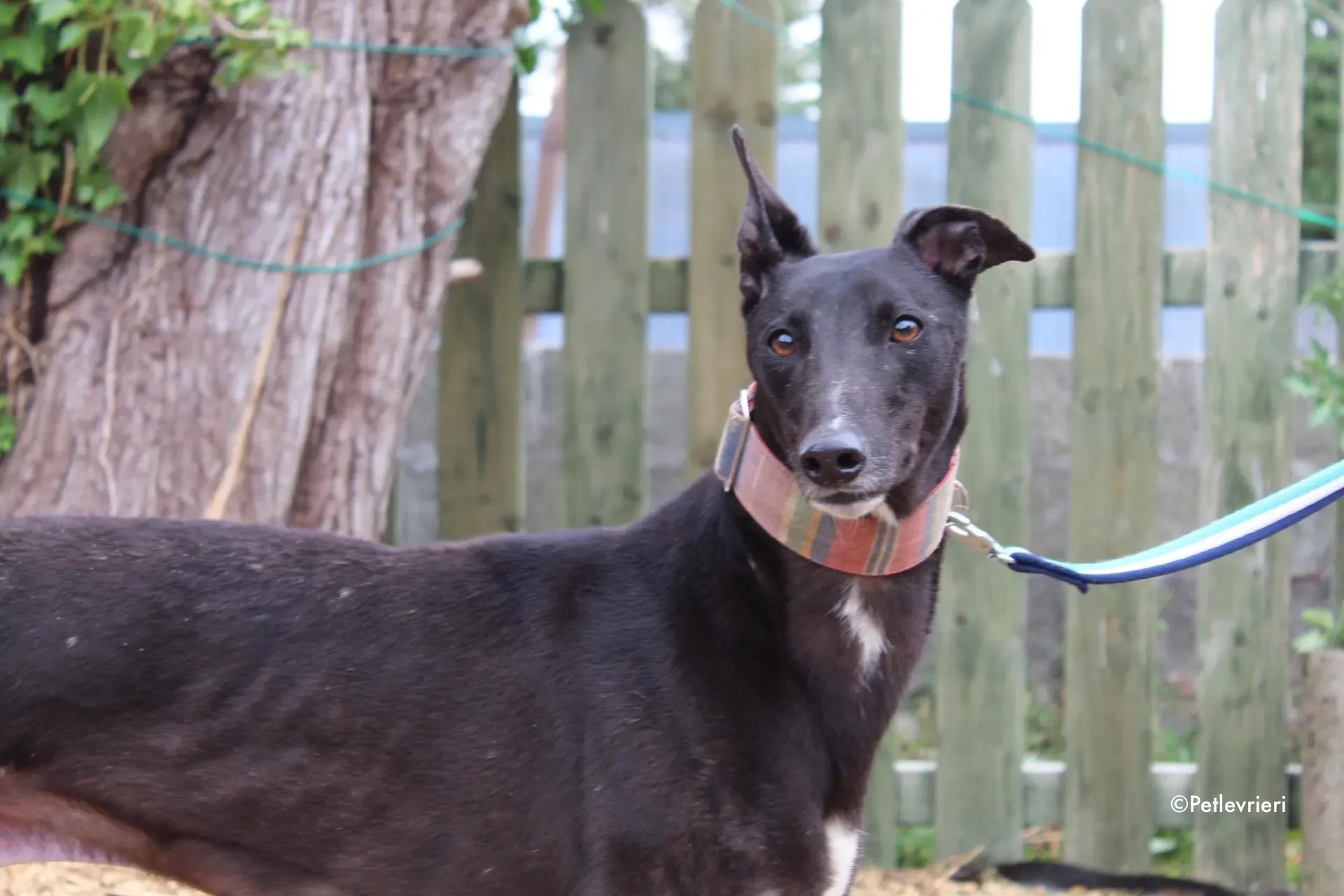 tolkien adozione levrieri greyhound 2 1