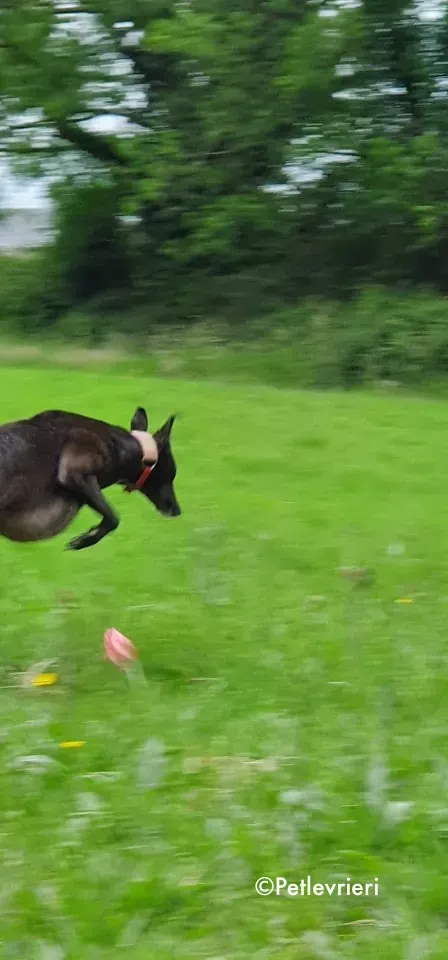 tolkien adozione levrieri greyhound 2