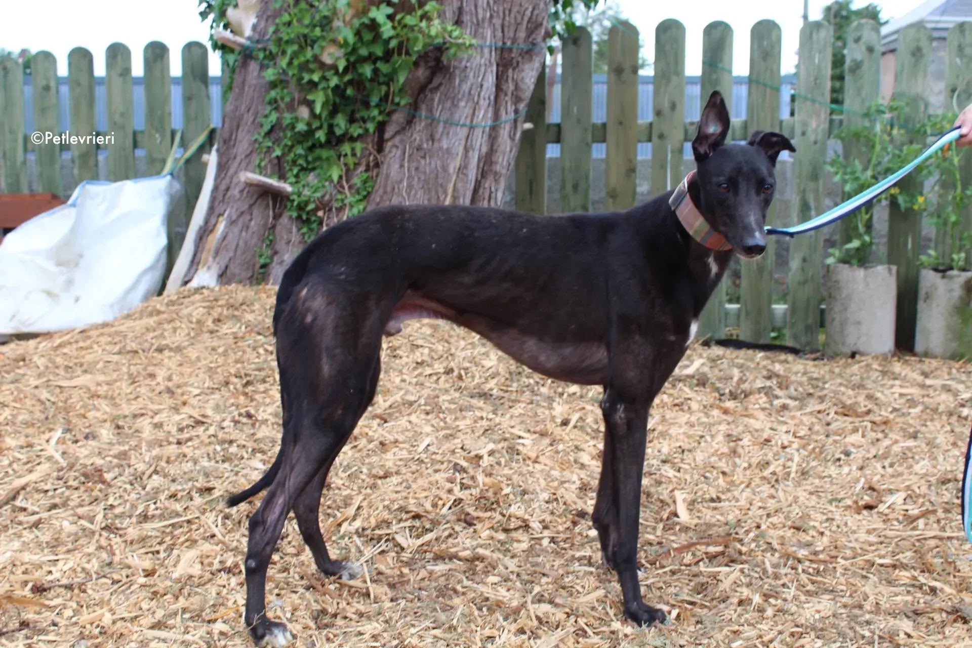 tolkien adozione levrieri greyhound 3 1