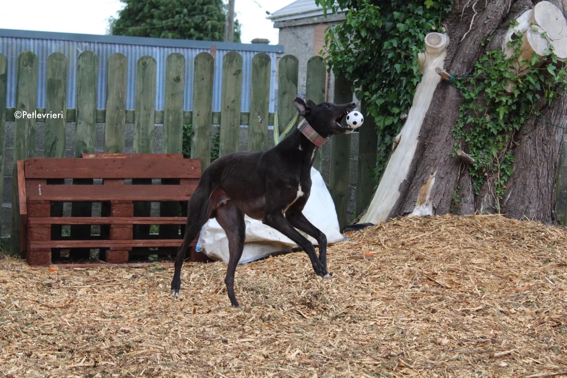 tolkien adozione levrieri greyhound 4 1