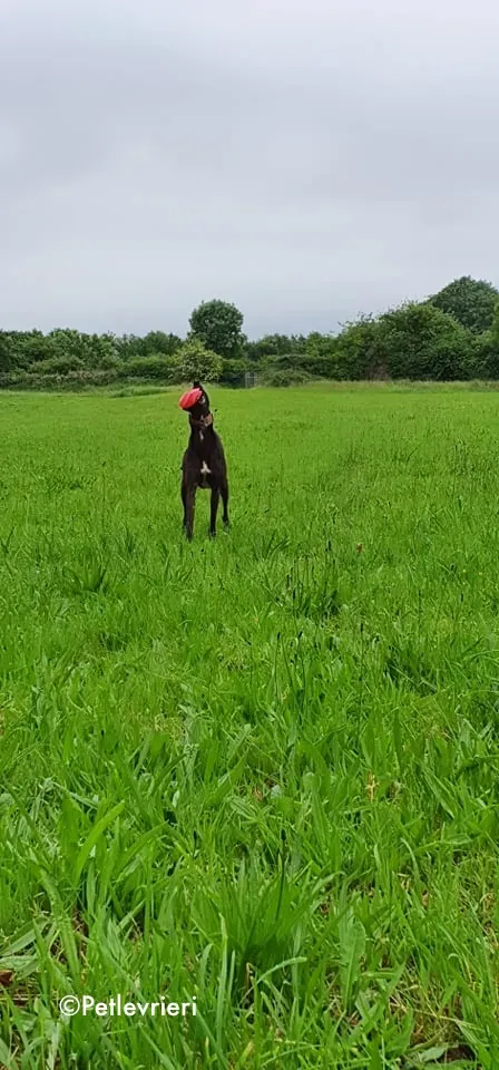 tolkien adozione levrieri greyhound 4