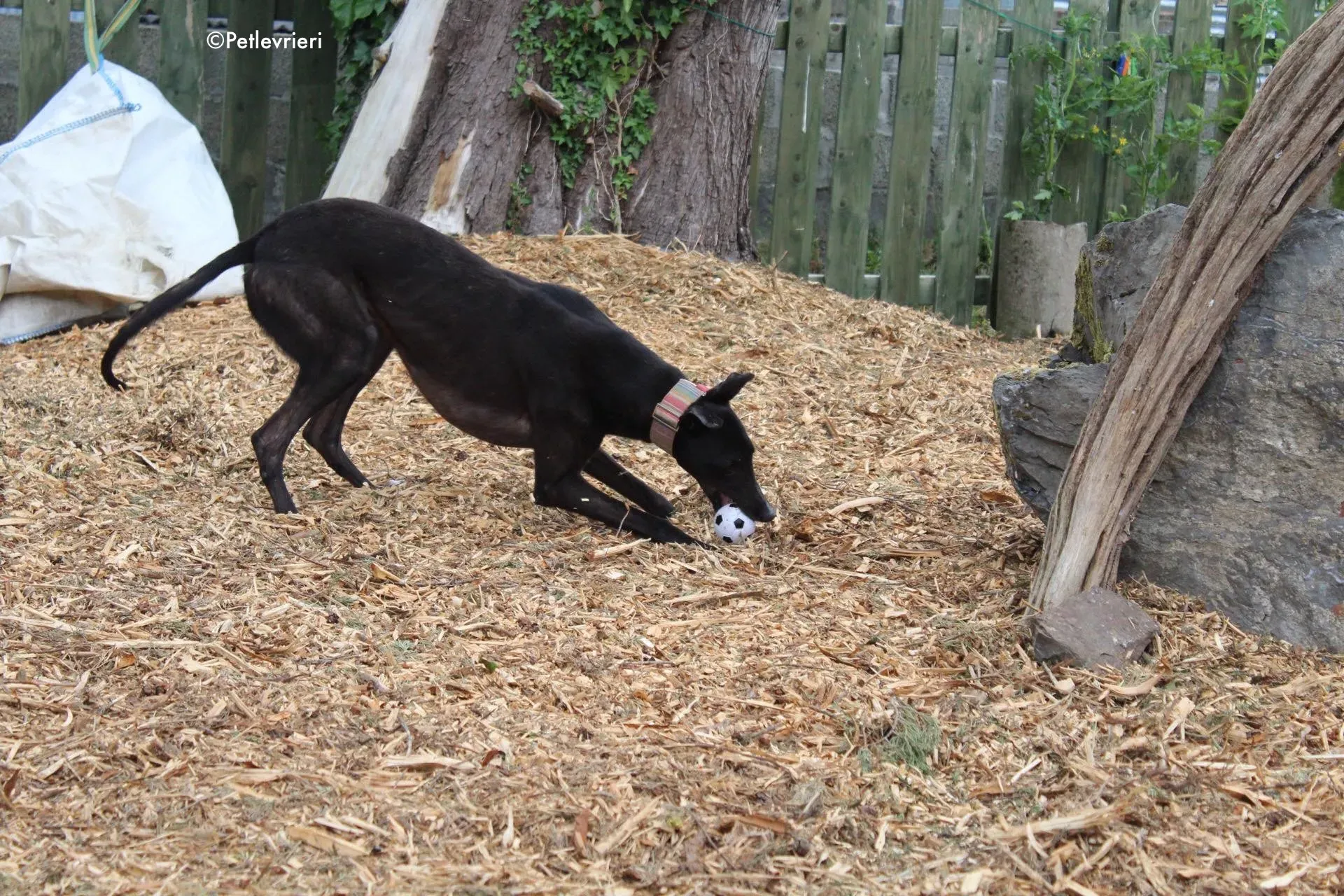 tolkien adozione levrieri greyhound 5 1