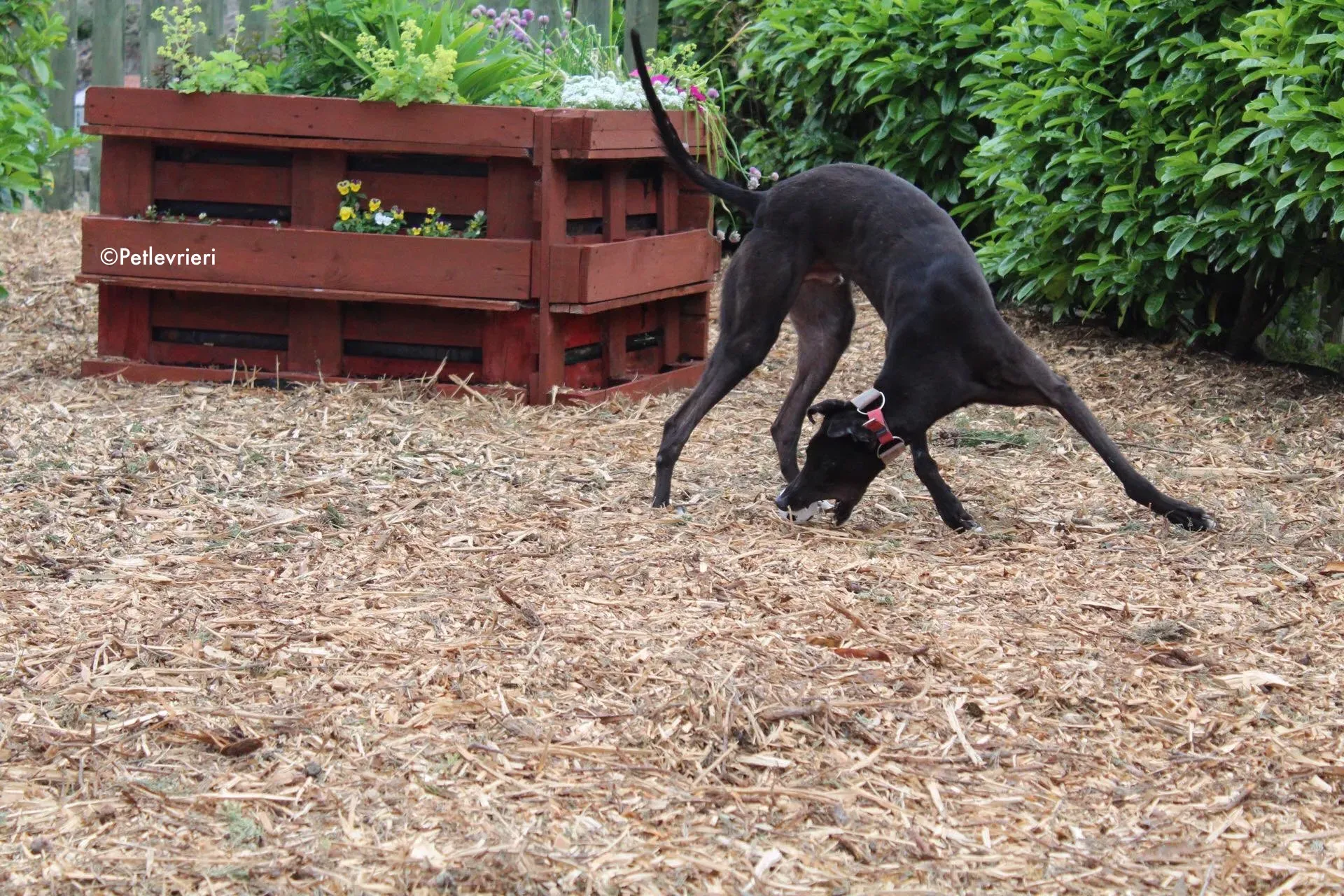 tolkien adozione levrieri greyhound 6 1