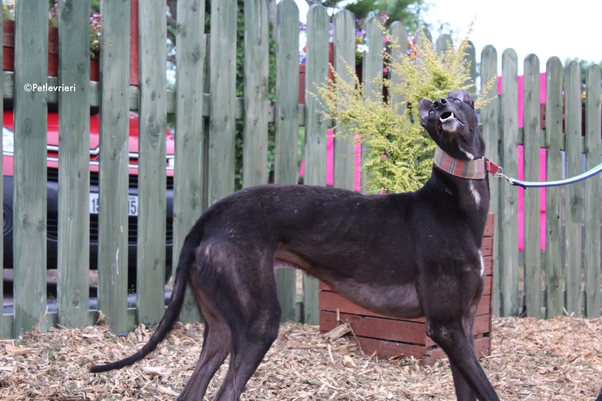 tolkien adozione levrieri greyhound 7 1