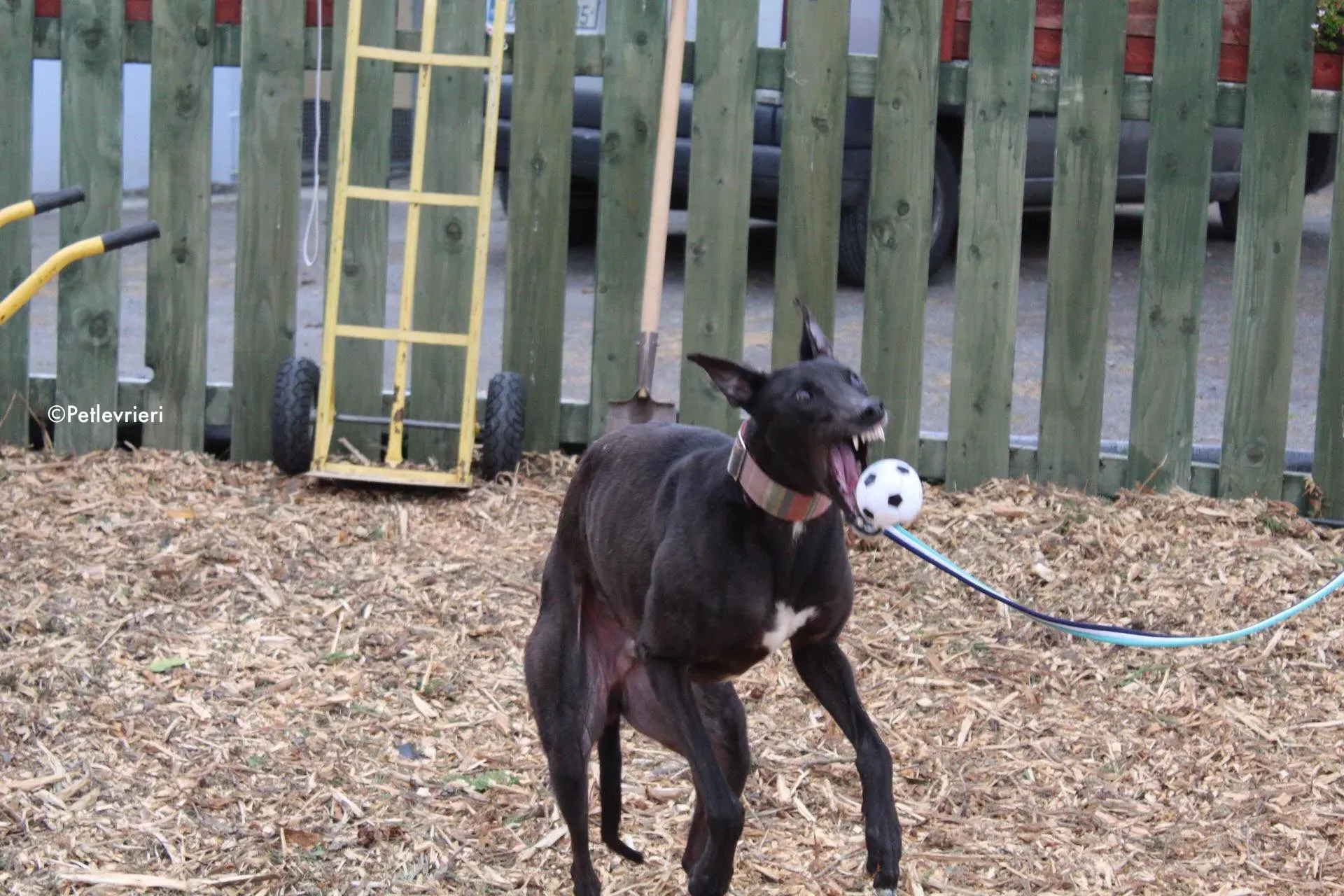 tolkien adozione levrieri greyhound 8 1