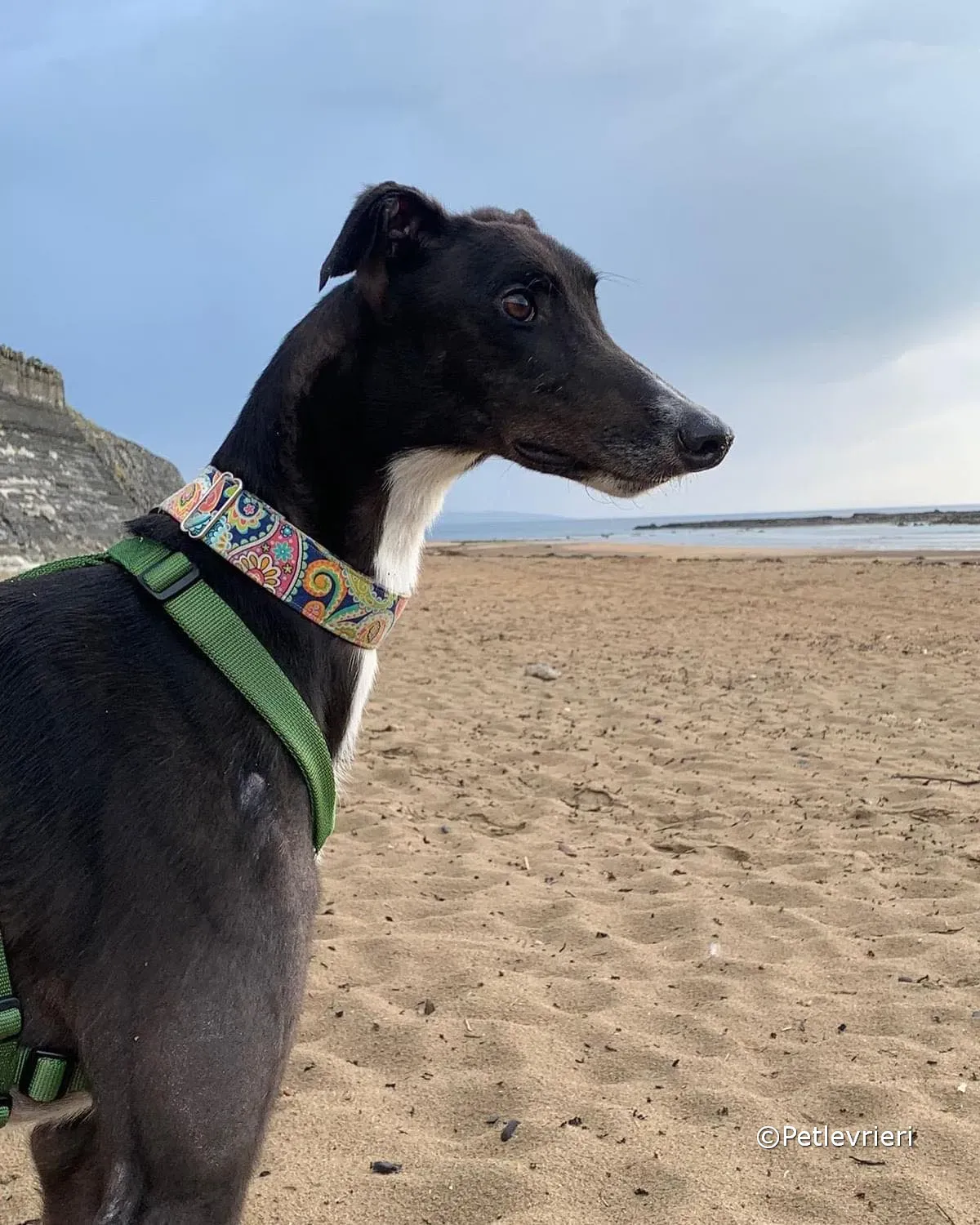 tolstoy adozione greyhound petlevrieri 01