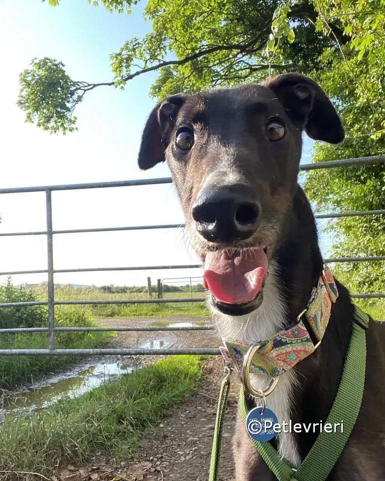 tolstoy adozione greyhound petlevrieri 02