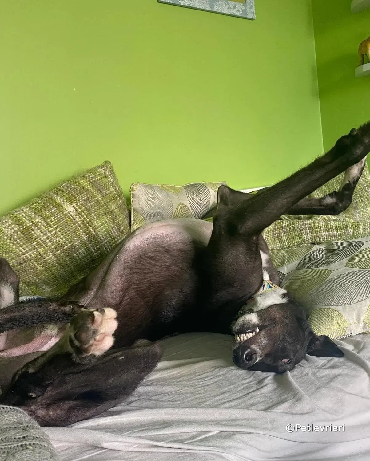 tolstoy adozione greyhound petlevrieri 03