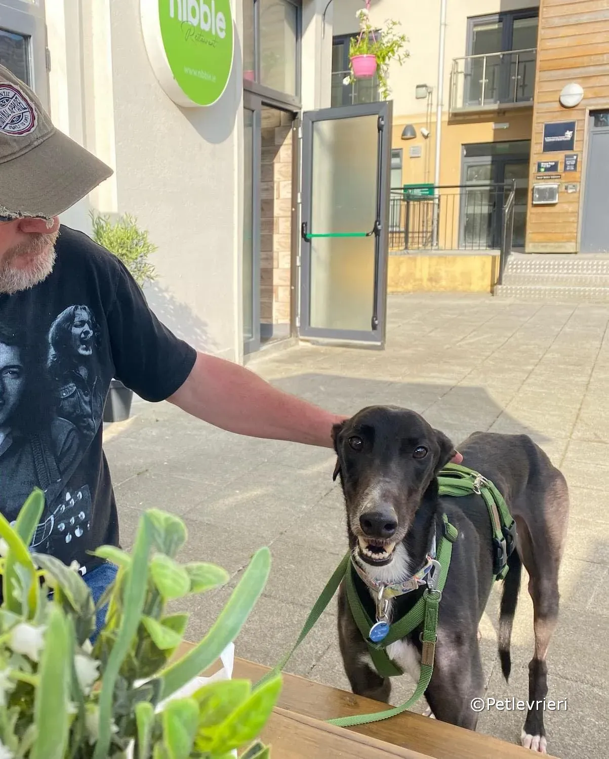 tolstoy adozione greyhound petlevrieri 04