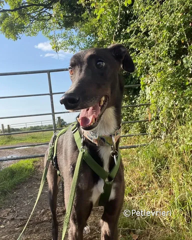 tolstoy adozione greyhound petlevrieri 05