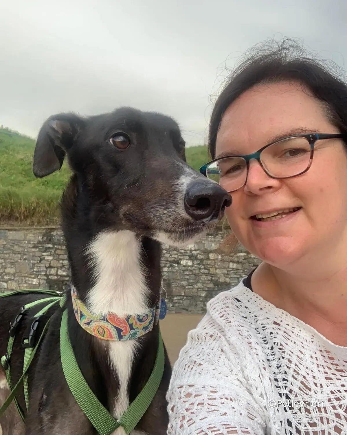 tolstoy adozione greyhound petlevrieri 06