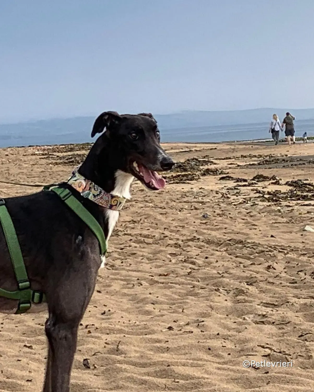 tolstoy adozione greyhound petlevrieri 07